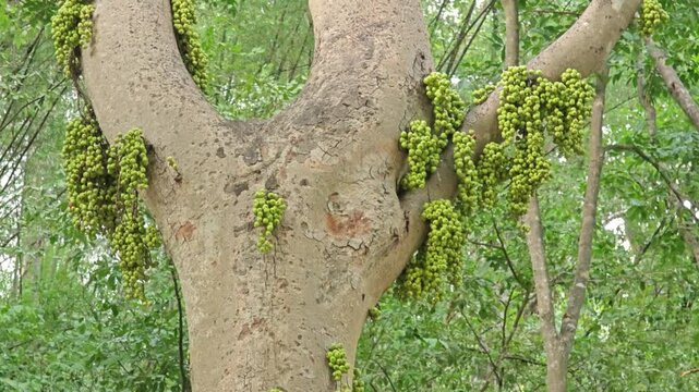 Figs fruits on the tree trunk. Popularly known as the cluster fig tree or goolar fig.