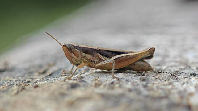 Brown Grasshopper, Bombay Locust on tree log with natural black background, Thailand.