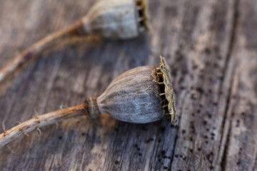 wallpaper with dried poppy plants and seeds. The theme of autumn is dry plants and spices used in food. High quality photo beautiful poppy boxes filled with seeds and spilled out on a wooden table