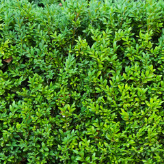 A beautiful hedge of Boxwood. Buxus plant pattern. Seamless texture of green natural background.