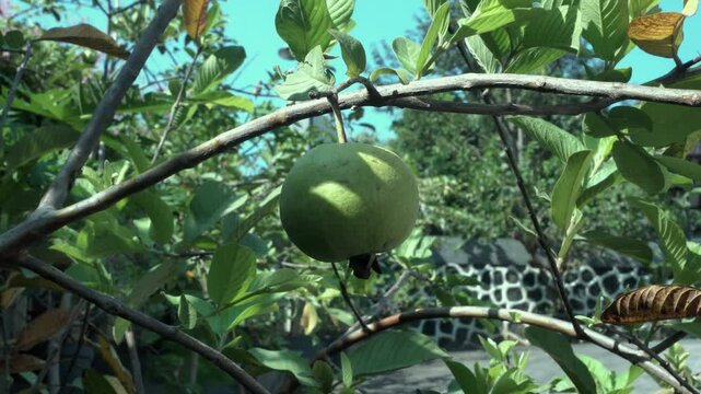 Jambu biji kristal pengembangannya di Indonesia mulai diperkenalkan oleh IPB (Institut Pertanian Bogor). Jambu biji kristal sebetulnya tidak benar-benar nirbiji, jumlah bijinya kurang dari 3% bagian b