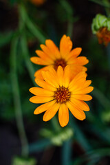 orange flower with dew drops