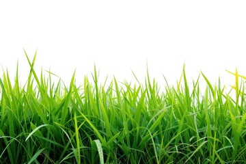 Fototapeta premium Rice field nature backgrounds landscape.