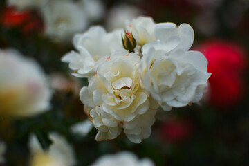 white rose