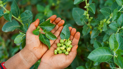 Ashwagandha fresh leaves and pods holding in hand. Withania somnifera plant known as Indian...