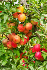 Apple tree branch in closeup