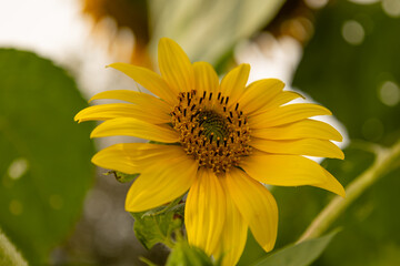 A beautiful flower of a young sunflower close-up. (Helianthus annuus) 