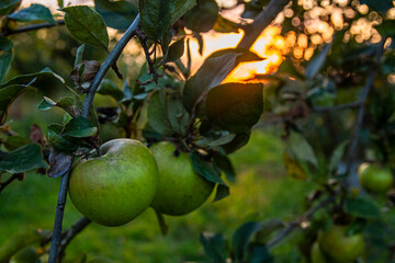 Natural apples ob the sundown background   Naturalne jabłka na tle zachodzącego słońca © Adrian White