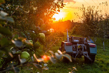 Stary traktor w sadzie o zachodzie słońca   Vintage Tractor in Orchard at Sunset © Adrian White