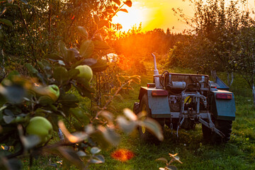Stary traktor w sadzie o zachodzie słońca   Vintage Tractor in Orchard at Sunset © Adrian White