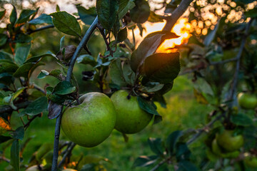 Natural apples ob the sundown background   Naturalne jabłka na tle zachodzącego słońca © Adrian White