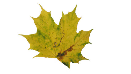 autumn leaf