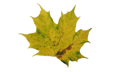 autumn leaf