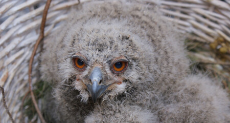 Young owlet nestled in a basket-like nest