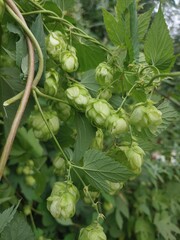 Fototapeta premium Gresh hatvest of green hop cones hanging on a branches. Raw stuff for beer production.