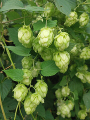 Gresh hatvest of green hop cones hanging on a branches. Raw stuff for beer production.
