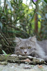 Grey cat with green eyes peeking from lush foliage.