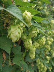 Gresh hatvest of green hop cones hanging on a branches. Raw stuff for beer production.