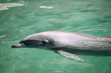 Fototapeta premium イルカ