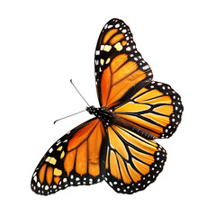 Obraz premium Four Monarch Butterflies on White Background, Four Orange Butterflies, Beautiful five monarch butterfly, Four Monarch Butterflies, 