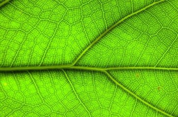 Macro Photo of Leaf Texture Ficus lyrata, commonly known as fiddle-leaf, is a species of plant in the mulberry and Moraceae families. Leaf background.