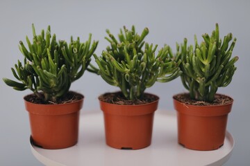 sale of wholesale flowers and plants
