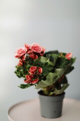 sale of wholesale flowers and plants
