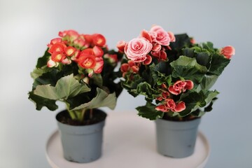 sale of wholesale flowers and plants
