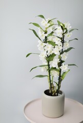 
a flower shop, a warehouse where plants are sold