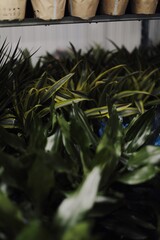 
a flower shop, a warehouse where plants are sold