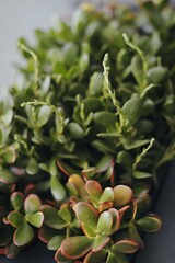 
a flower shop, a warehouse where plants are sold