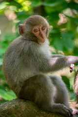 The wild Formosan rock macaque (Macaca cyclopis) in Shoushan (Kaohsiung). It is a macaque endemic to the island of Taiwan, Besides humans, they are the only native primates living in Taiwan.