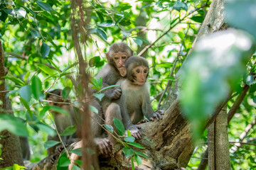 The baby wild Formosan rock macaque (Macaca cyclopis) in Shoushan (Kaohsiung). It is a macaque endemic to the island of Taiwan, Besides humans, they are the only native primates living in Taiwan.