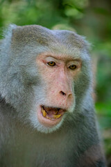The wild Formosan rock macaque (Macaca cyclopis) in Shoushan (Kaohsiung). It is a macaque endemic to the island of Taiwan, Besides humans, they are the only native primates living in Taiwan.