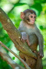 The baby wild Formosan rock macaque (Macaca cyclopis) in Shoushan (Kaohsiung). It is a macaque endemic to the island of Taiwan, Besides humans, they are the only native primates living in Taiwan.