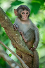 The baby wild Formosan rock macaque (Macaca cyclopis) in Shoushan (Kaohsiung). It is a macaque endemic to the island of Taiwan, Besides humans, they are the only native primates living in Taiwan.
