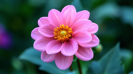 Obraz premium Pink dahlia flower in bloom, close-up view. Nature and gardening concept