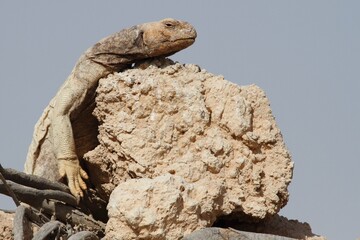 giant island tortoise