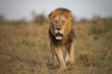 Male African lion walking in the savannah 