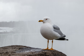 Goéland