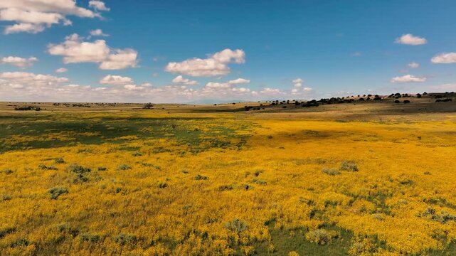 Aerial lapse over New Mexico wildflowers
