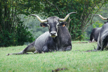 Serene Cattle Grazing in the Verdant Pastures of Cantabria