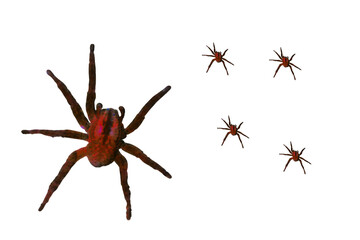 Drawing of toxic killer spider female and children. On isolated transparent background.