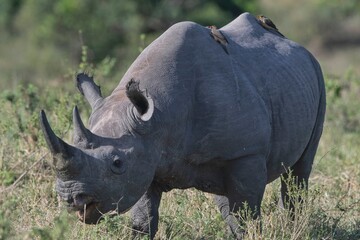 black rhino in the wild