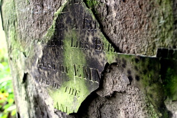 tree trunk with moss