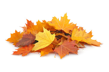 pile autumn leaves isolated on white background