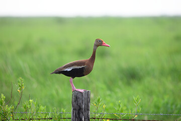 Black Bellied Whistling Duck