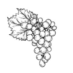 Vector line art bunch of grapes on white background.