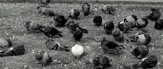 black and white animals