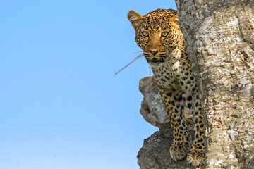 leopard in the tree